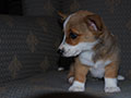 Welsh corgi cardigan puppy Zamok Svyatogo Angela SHEILA
