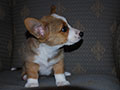 Welsh corgi cardigan puppy Zamok Svyatogo Angela SHEILA