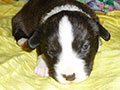 Welsh corgi cardigan puppy Zamok Svyatogo Angela SHERWOOD