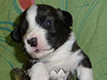 Welsh corgi cardigan puppy Zamok Svyatogo Angela SHERWOOD