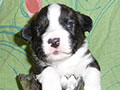 Welsh corgi cardigan puppy Zamok Svyatogo Angela SHERWOOD