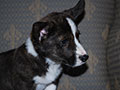 Welsh corgi cardigan puppy Zamok Svyatogo Angela SHERWOOD