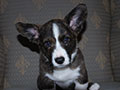 Welsh corgi cardigan puppy Zamok Svyatogo Angela SHERWOOD