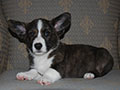 Welsh corgi cardigan puppy Zamok Svyatogo Angela SHERWOOD