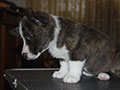 Welsh corgi cardigan puppy Zamok Svyatogo Angela SHERWOOD