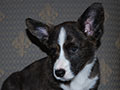 Welsh corgi cardigan puppy Zamok Svyatogo Angela SHERWOOD