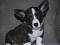 Welsh corgi cardigan puppy Zamok Svyatogo Angela SHERWOOD