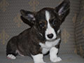 Welsh corgi cardigan puppy Zamok Svyatogo Angela SHERWOOD