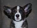 Welsh corgi cardigan puppy Zamok Svyatogo Angela SHERWOOD