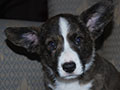 Welsh corgi cardigan puppy Zamok Svyatogo Angela SHERWOOD