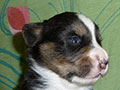 Welsh corgi cardigan puppy Zamok Svyatogo Angela SHIVA
