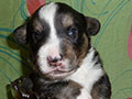 Welsh corgi cardigan puppy Zamok Svyatogo Angela SHIVA