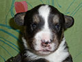 Welsh corgi cardigan puppy Zamok Svyatogo Angela SHIVA