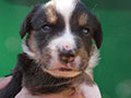 Welsh corgi cardigan puppy Zamok Svyatogo Angela SHIVA