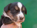 Welsh corgi cardigan puppy Zamok Svyatogo Angela SHIVA