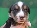 Welsh corgi cardigan puppy Zamok Svyatogo Angela SHIVA