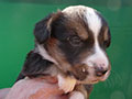 Welsh corgi cardigan puppy Zamok Svyatogo Angela SHIVA