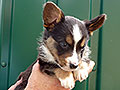 Welsh corgi cardigan puppy Zamok Svyatogo Angela SHIVA