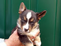 Welsh corgi cardigan puppy Zamok Svyatogo Angela SHIVA