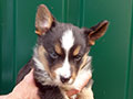 Welsh corgi cardigan puppy Zamok Svyatogo Angela SHIVA