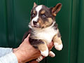 Welsh corgi cardigan puppy Zamok Svyatogo Angela SHIVA