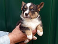 Welsh corgi cardigan puppy Zamok Svyatogo Angela SHIVA