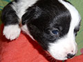 Welsh corgi cardigan puppy Zamok Svyatogo Angela SHUSHA