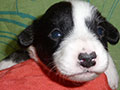 Welsh corgi cardigan puppy Zamok Svyatogo Angela SHUSHA
