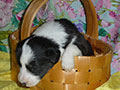 Welsh corgi cardigan puppy Zamok Svyatogo Angela SHUSHA