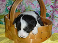 Welsh corgi cardigan puppy Zamok Svyatogo Angela SHUSHA