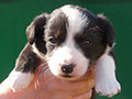 Welsh corgi cardigan puppy Zamok Svyatogo Angela SHUSHA
