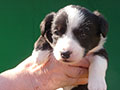 Welsh corgi cardigan puppy Zamok Svyatogo Angela SHUSHA