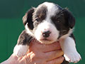 Welsh corgi cardigan puppy Zamok Svyatogo Angela SHUSHA