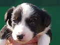 Welsh corgi cardigan puppy Zamok Svyatogo Angela SHUSHA