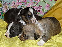Welsh corgi cardigan puppies boys in Zamok Svyatogo Angela Kennel