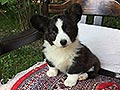 Welsh corgi cardigan puppy Zamok Svyatogo Angela TINA