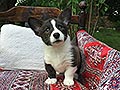 Welsh corgi cardigan puppy Zamok Svyatogo Angela TOM