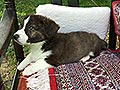 Welsh corgi cardigan puppy Zamok Svyatogo Angela TOR