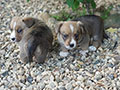Welsh corgi cardigan puppies in Zamok Svyatogo Angela Kennel