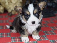 Welsh corgi cardigan puppy boy Zamok Svyatogo Angela GENRIH